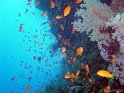 030508_Abu Kefan - Anthias - Dsc02247~